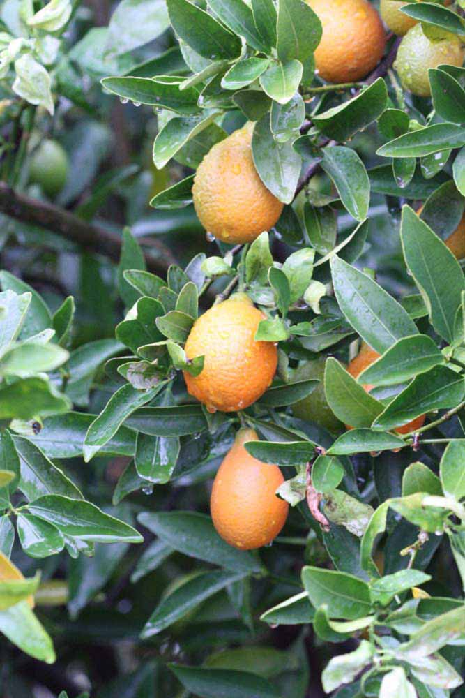              Fruit (Riverside, CA)       